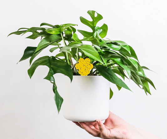 Fungus Gnat Trap in Plant