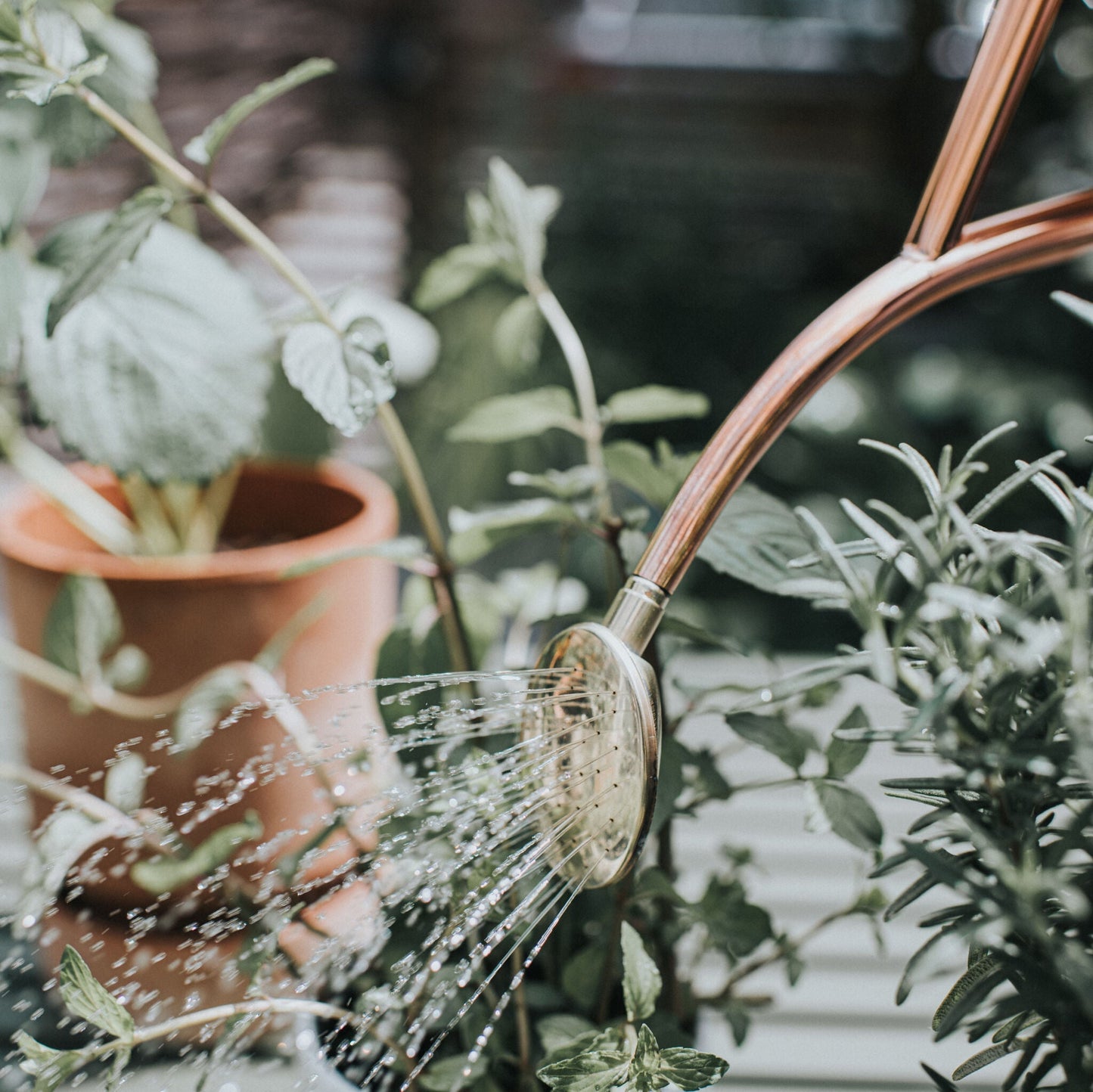 Removable Brass Rose on Haws Copper Watering Can