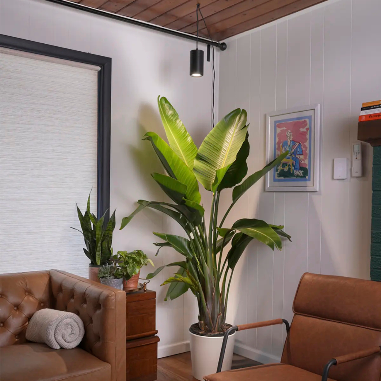Soltech Black Aspect Plant Grow Light with Bird of Paradise