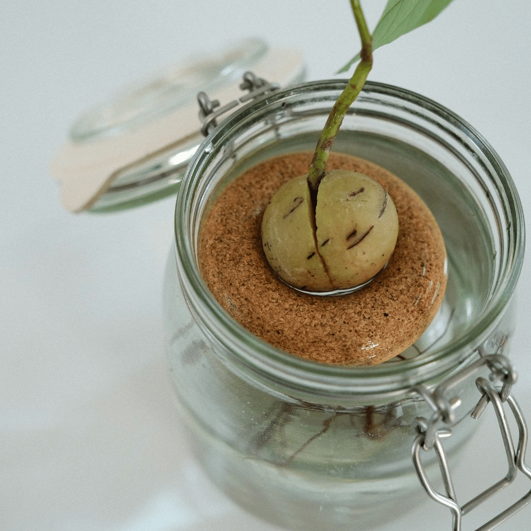 Avocado Plant Germinating in Jar