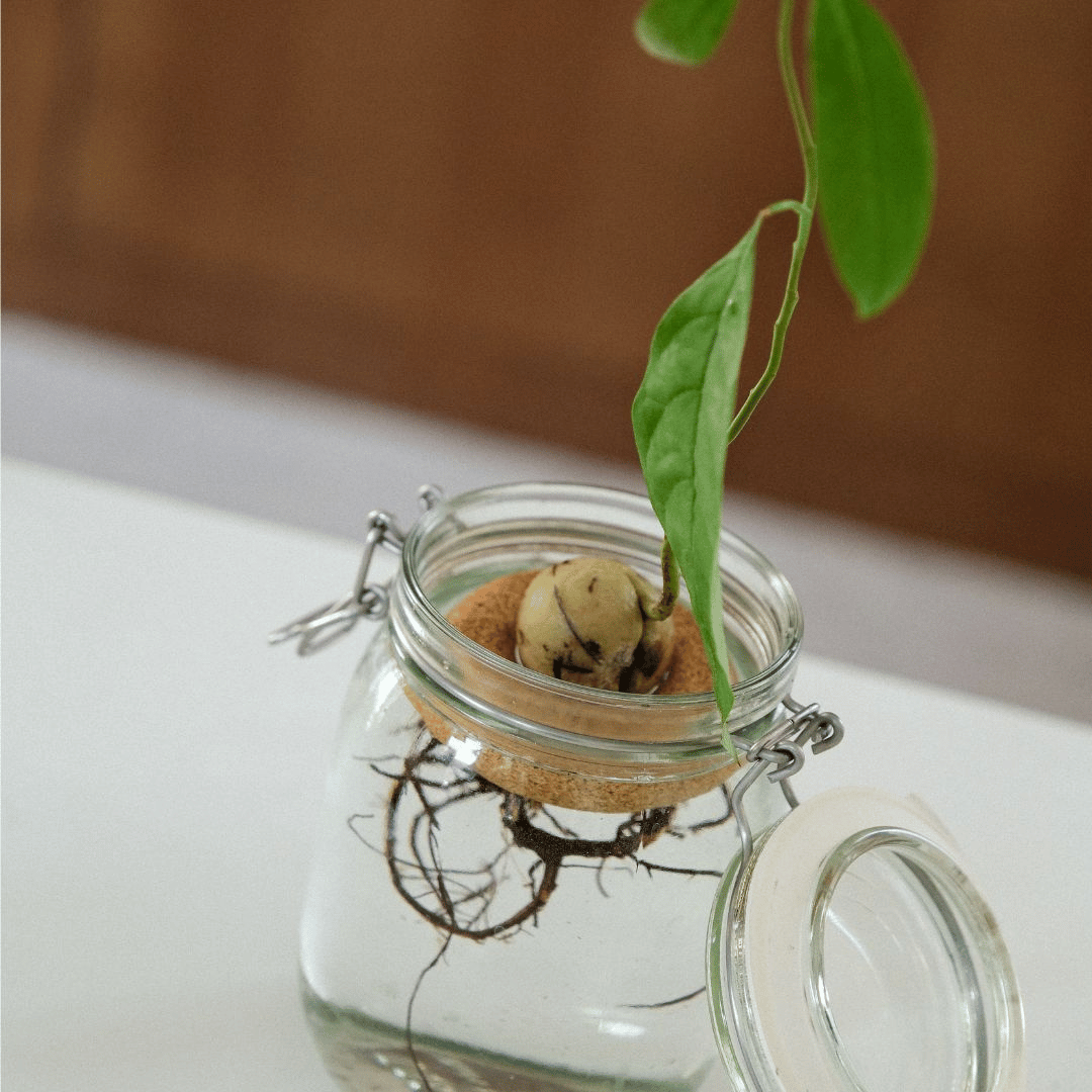 Avocado Plant Growing in Mason Jar