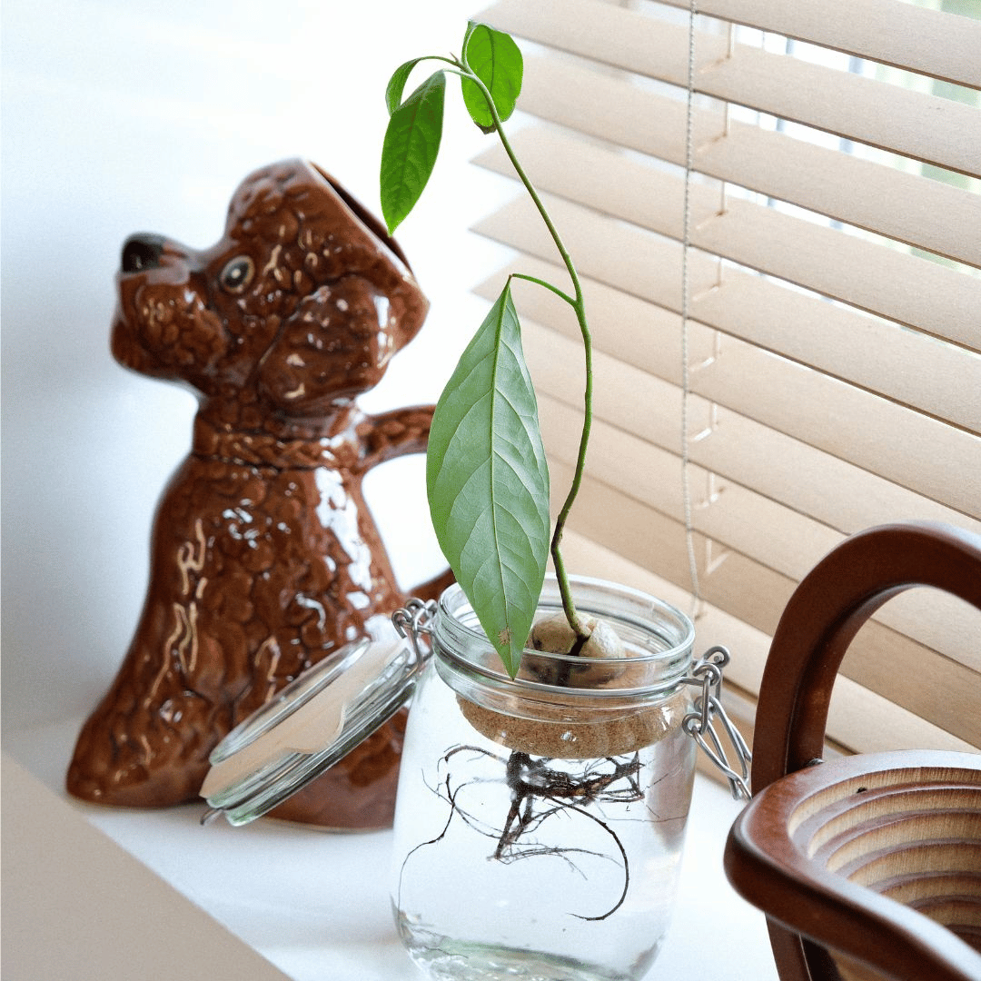 Avocado Plant Growing on Pepin Buoy in Jar