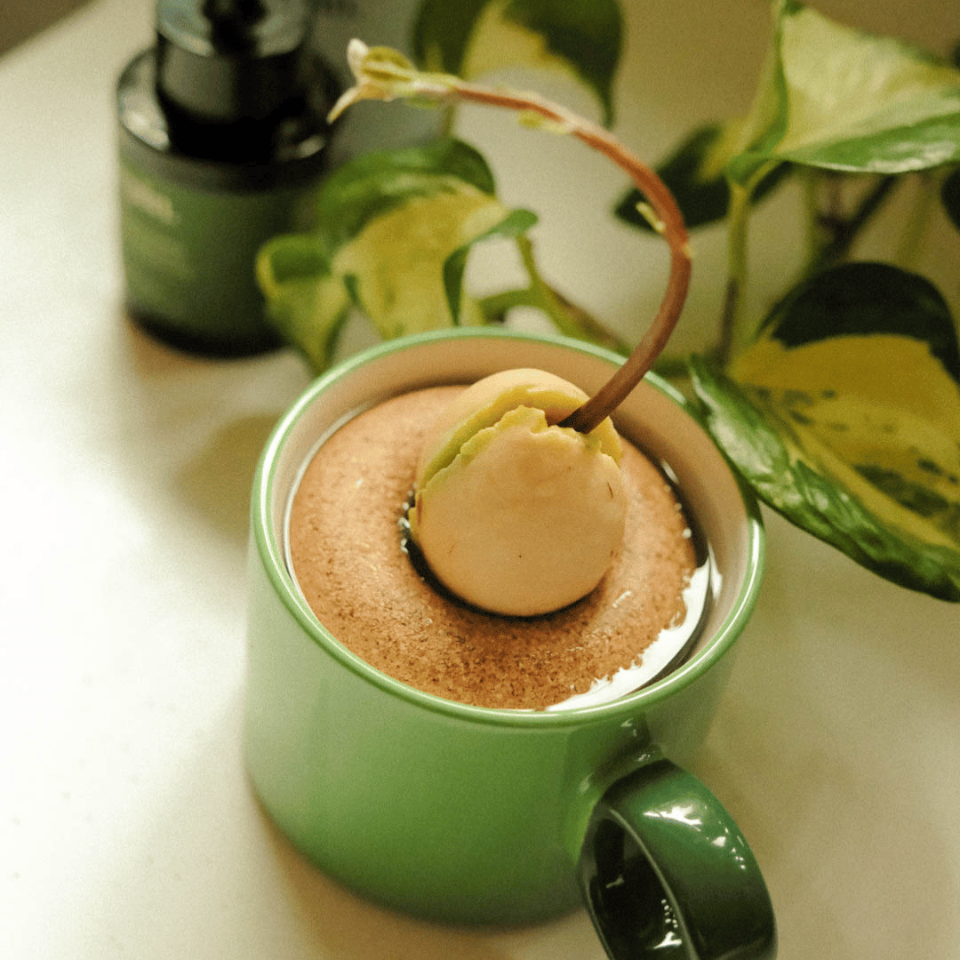 Avocado Plant Growing in Mug with Pepin Buoy