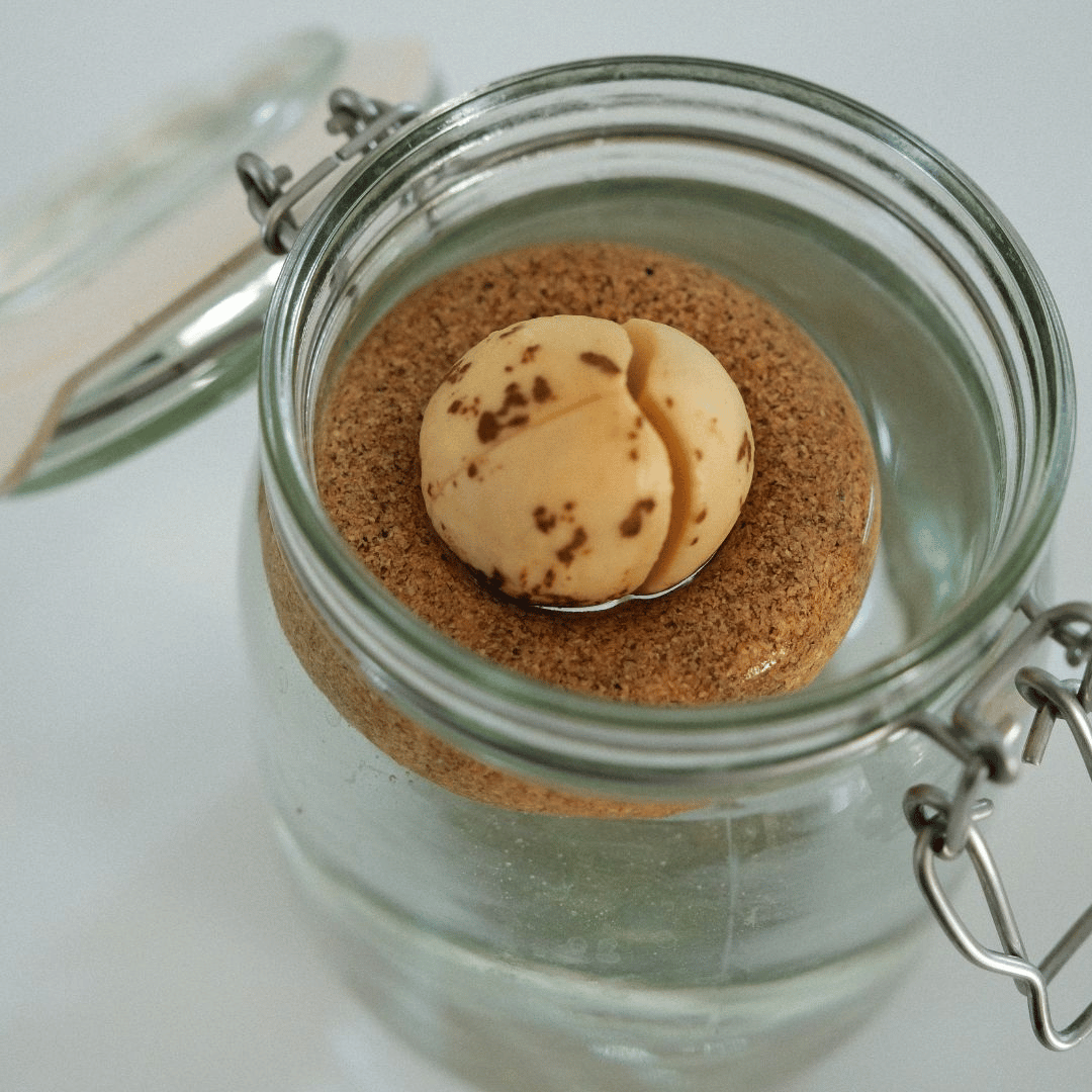 Avocado Seed Growing in Jar