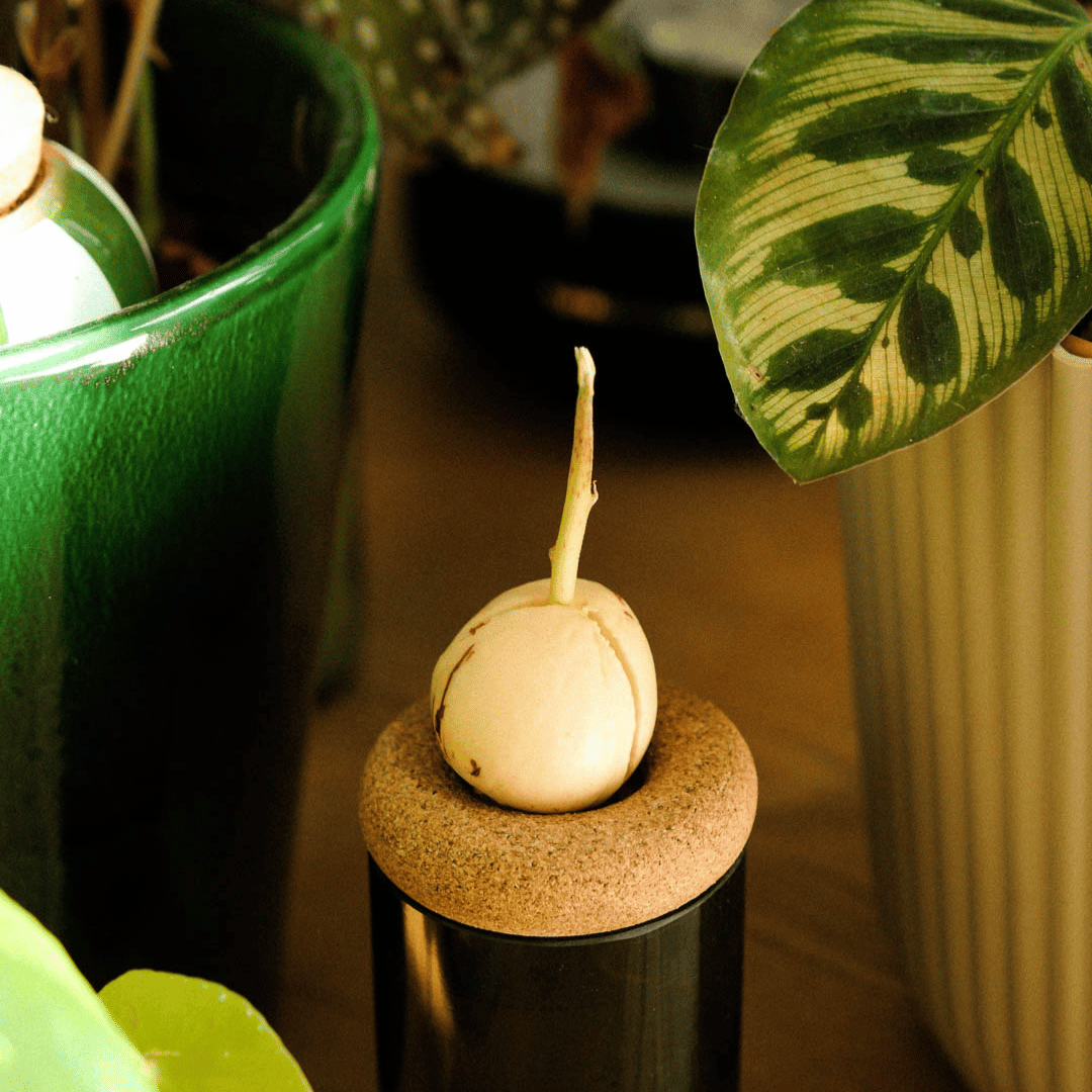 Avocado Seed Sprouting on Pepin Buoy