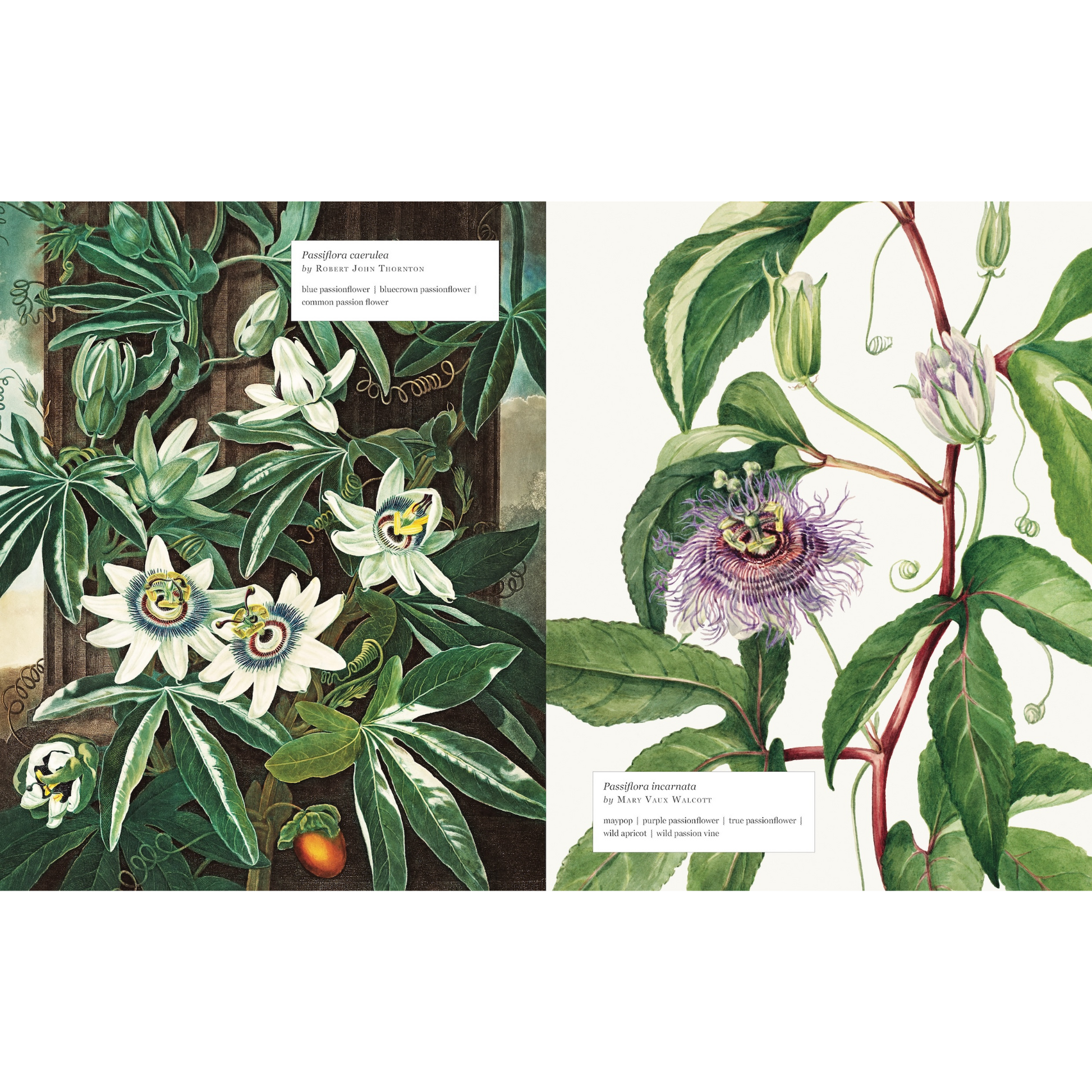 Biblioflora Book Sample Page 06