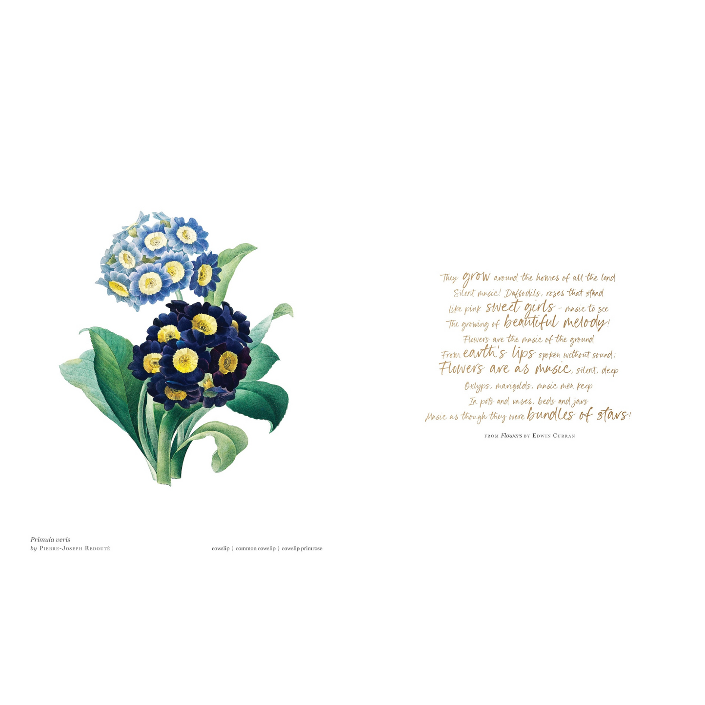 Biblioflora Book Sample Page 10