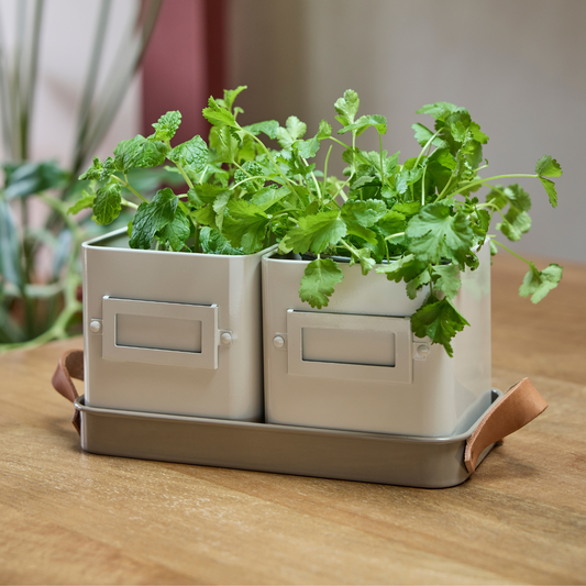 Burgon & Ball Herb Pots with Growing Herbs