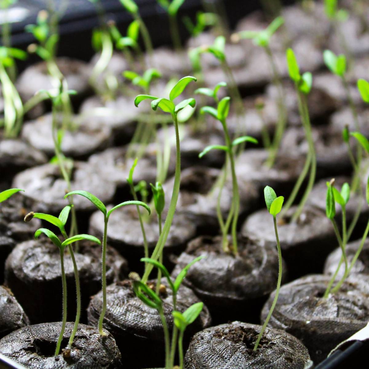 Coir Seed Starters