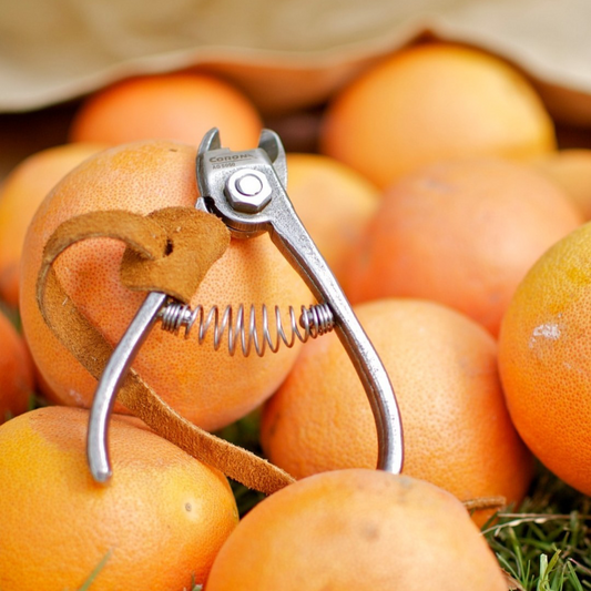 Corona CAG5050 Orange Shears with Strap