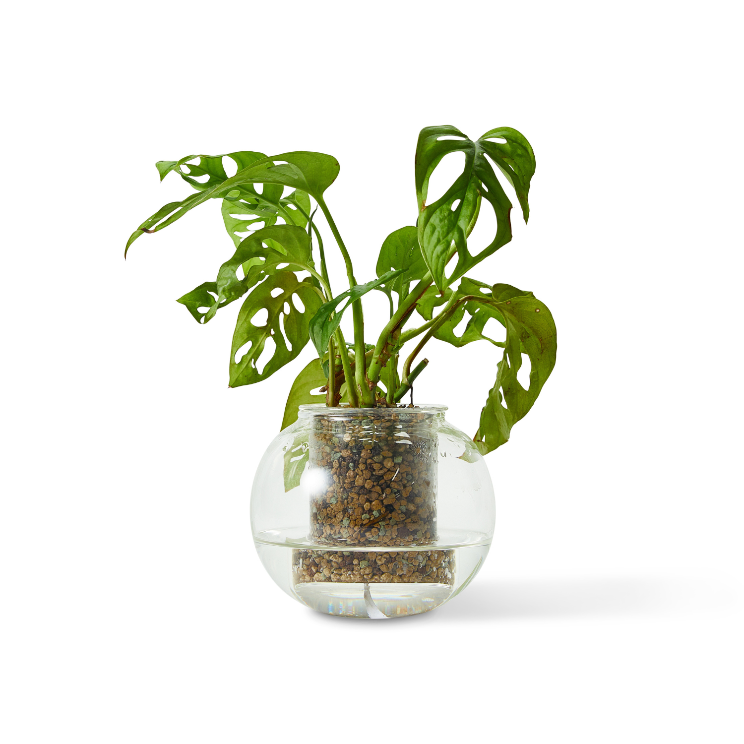 plant glass pot CUP O Flora Medium Self-Watering Glass Plant Pot