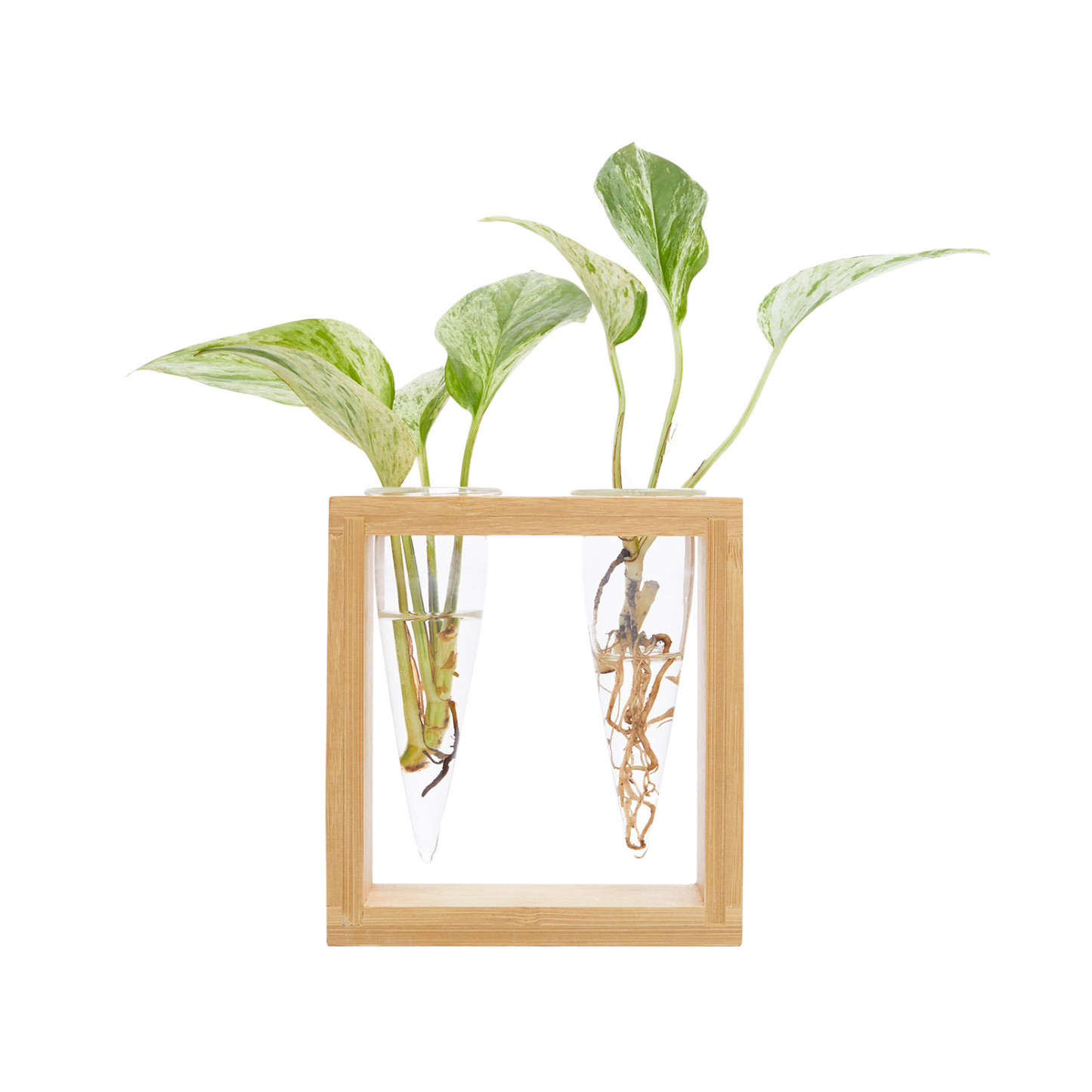 Cup O Flora Proppi 2 Propagation Station with Plant Cuttings
