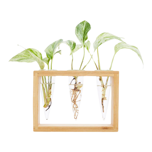 Cup O Flora Proppi 3 Propagation Station with Plant Cuttings