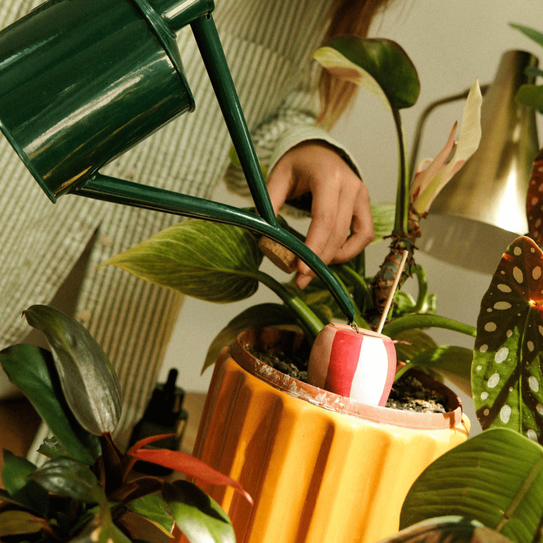 Filling Red Striped Mini Olla with Haws Watering Can