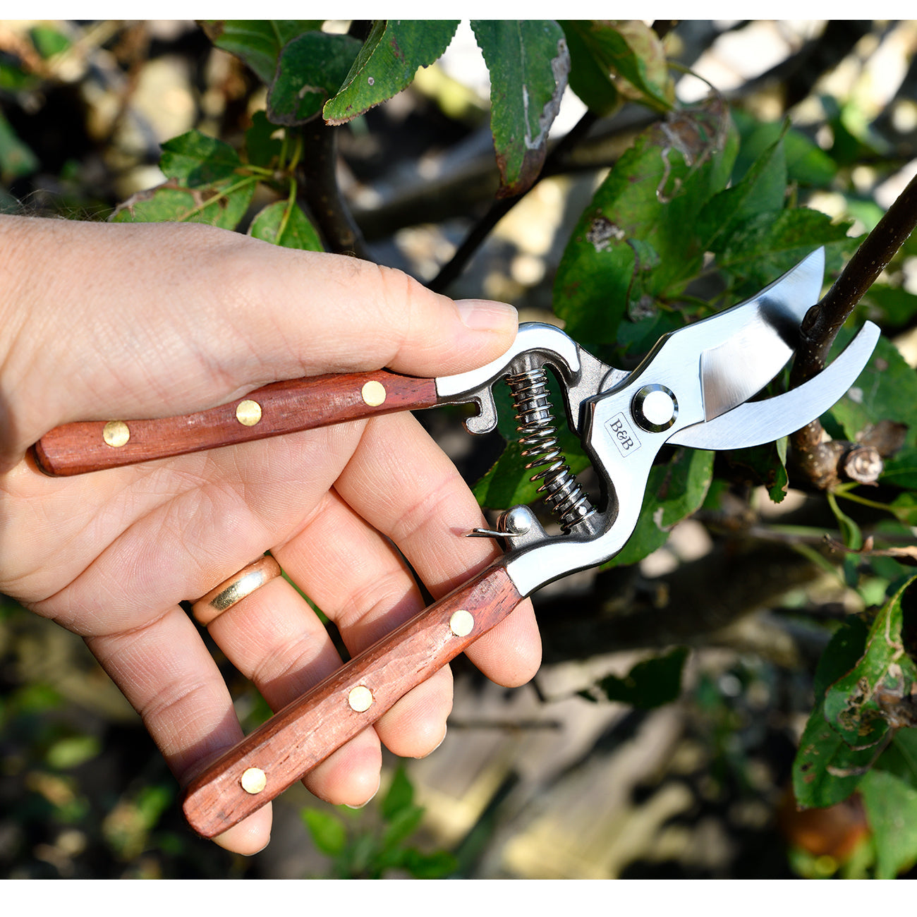 Garden Pruning with Burgon & Ball Estate Range Secateurs