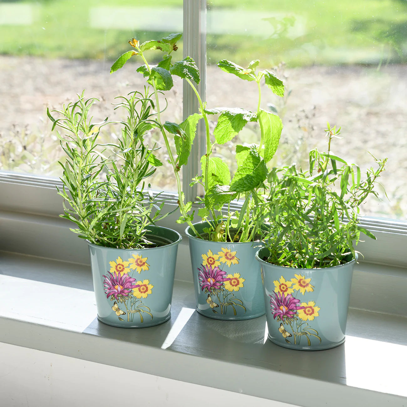 Burgon & Ball RHS Gifts for Gardeners Asteraceae Herb Pots