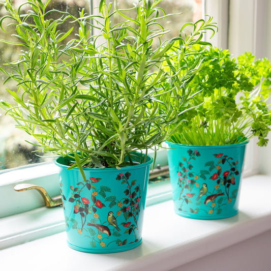 Burgon & Ball RHS 'Flora & Fauna' Collection Herb Pots on Windowsill