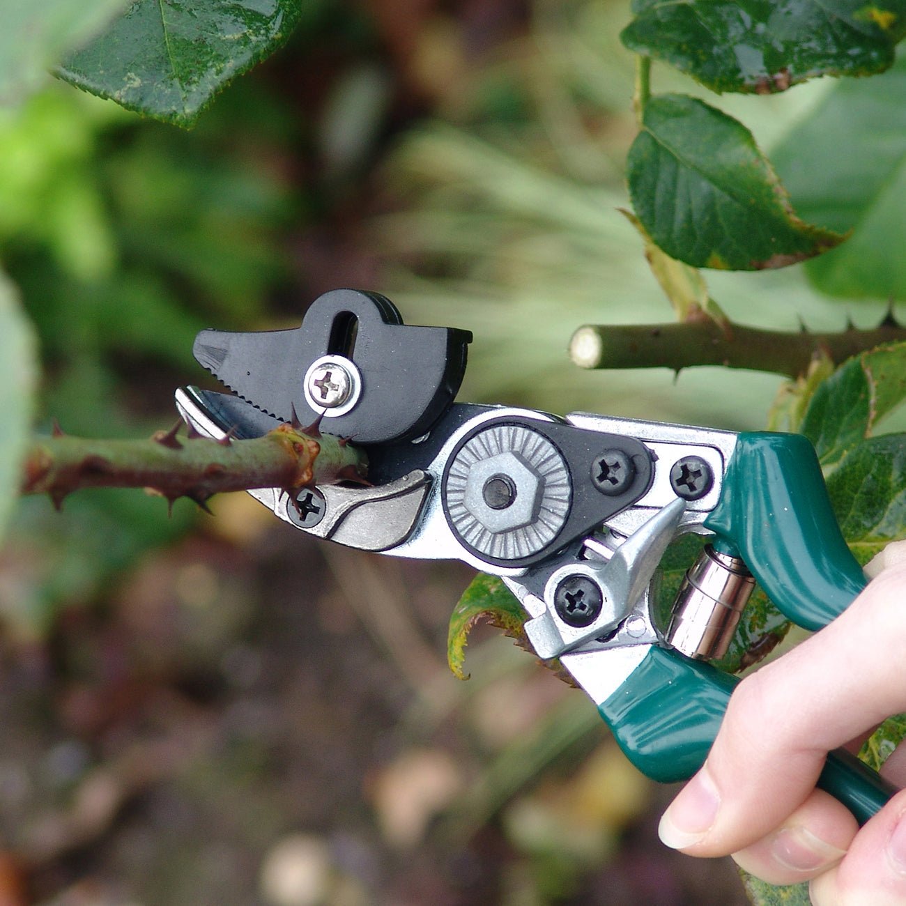 RHS Garden Rose Pruner