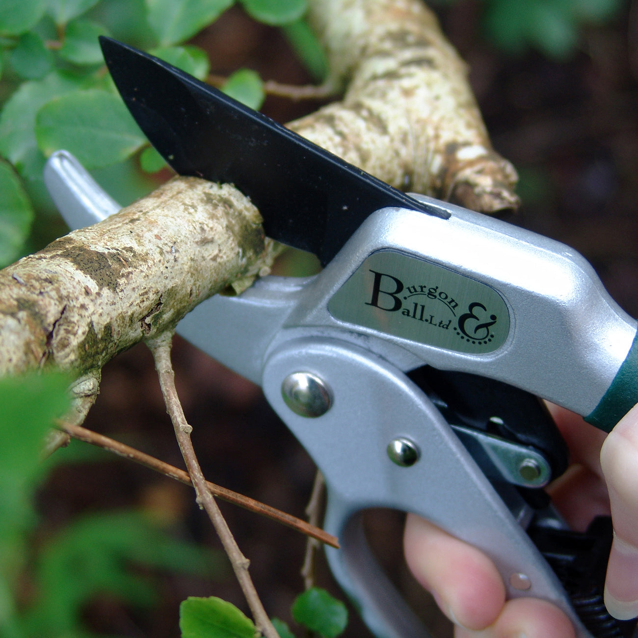 Cutting with RHS Ratchet Pruner