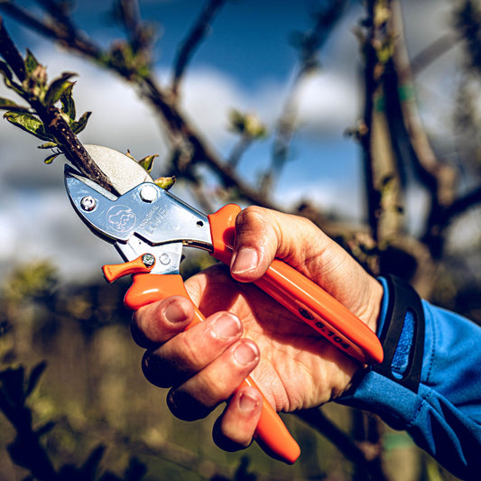 Original Löwe No5 (5.104) Heavy Duty Compact Anvil Pruning Secateurs for Gardening