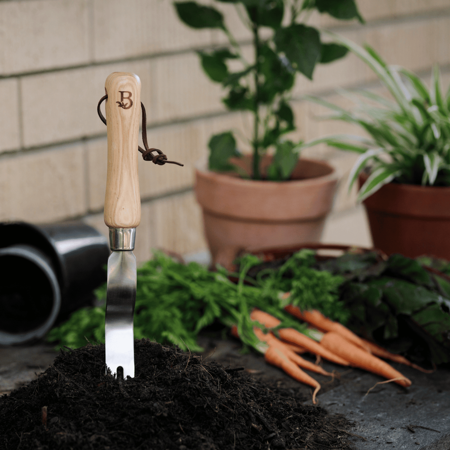 Dandelion weeder with wooden handle in soil, carrots, and plants in the background.