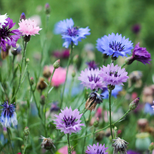 Grow Cornflowers from Seed