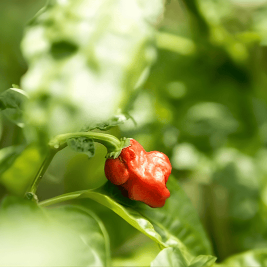 Grow Habanero Chilli from Seed Australia