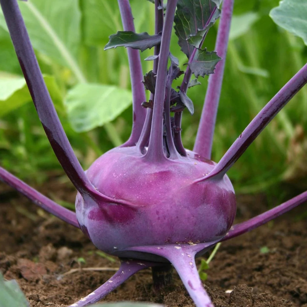 Grow Kohl Rabi from Seed