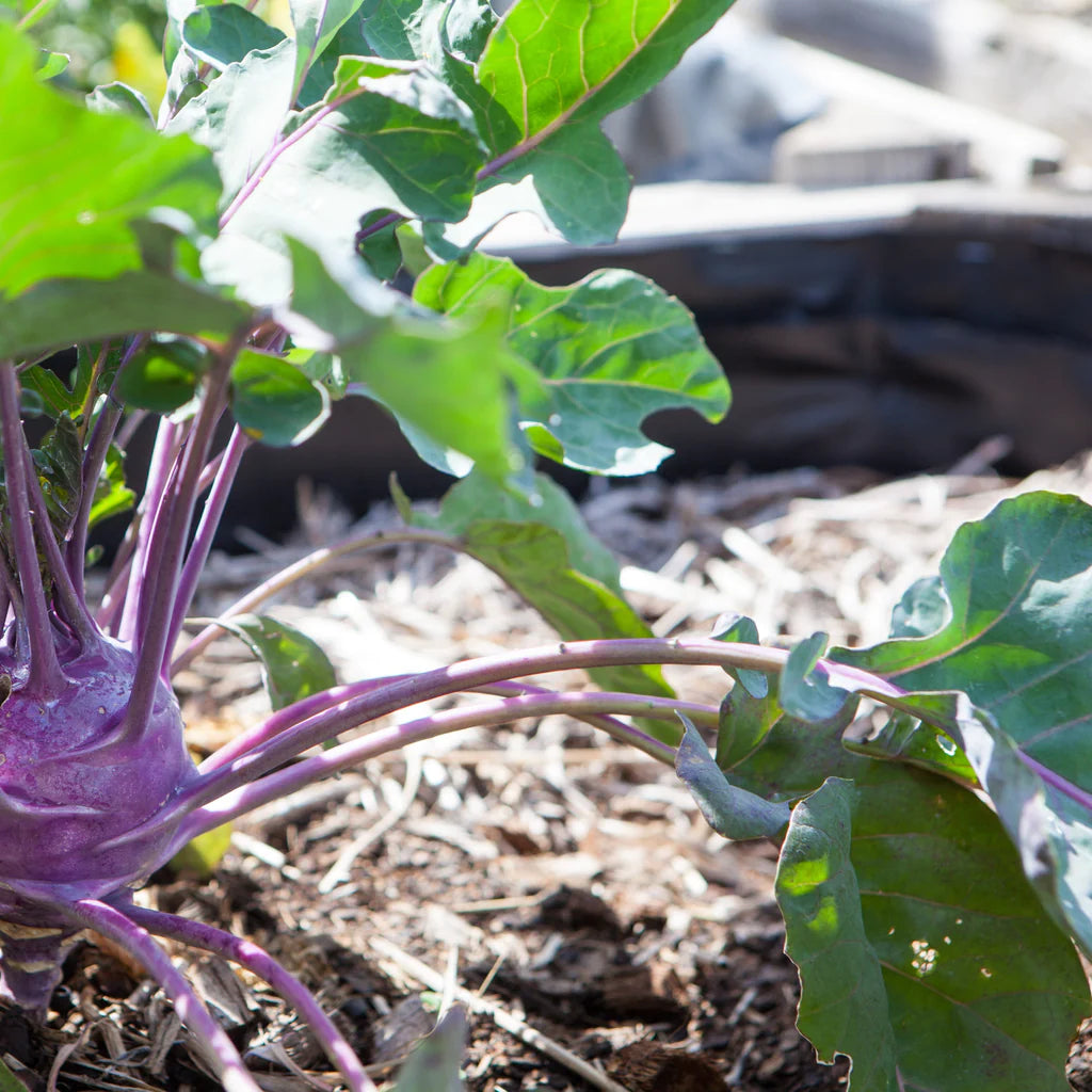 Grow Kohl Rabi