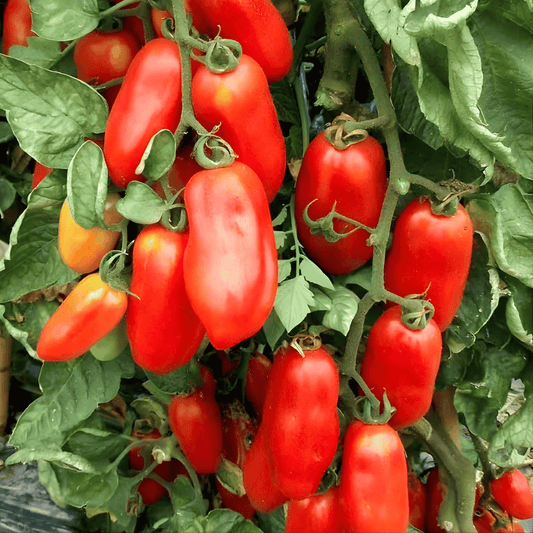 Grow San Marzano Tomatoes from Seed Australia