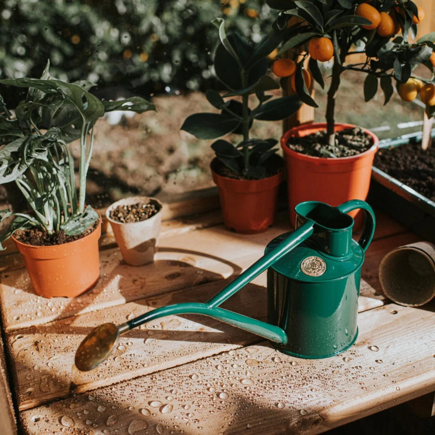 Haws Green Rowley Ripple Watering Can in Greenhouse
