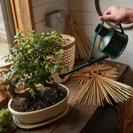 Watering with Haws Langley Sprinkler Plastic Watering Can in Green