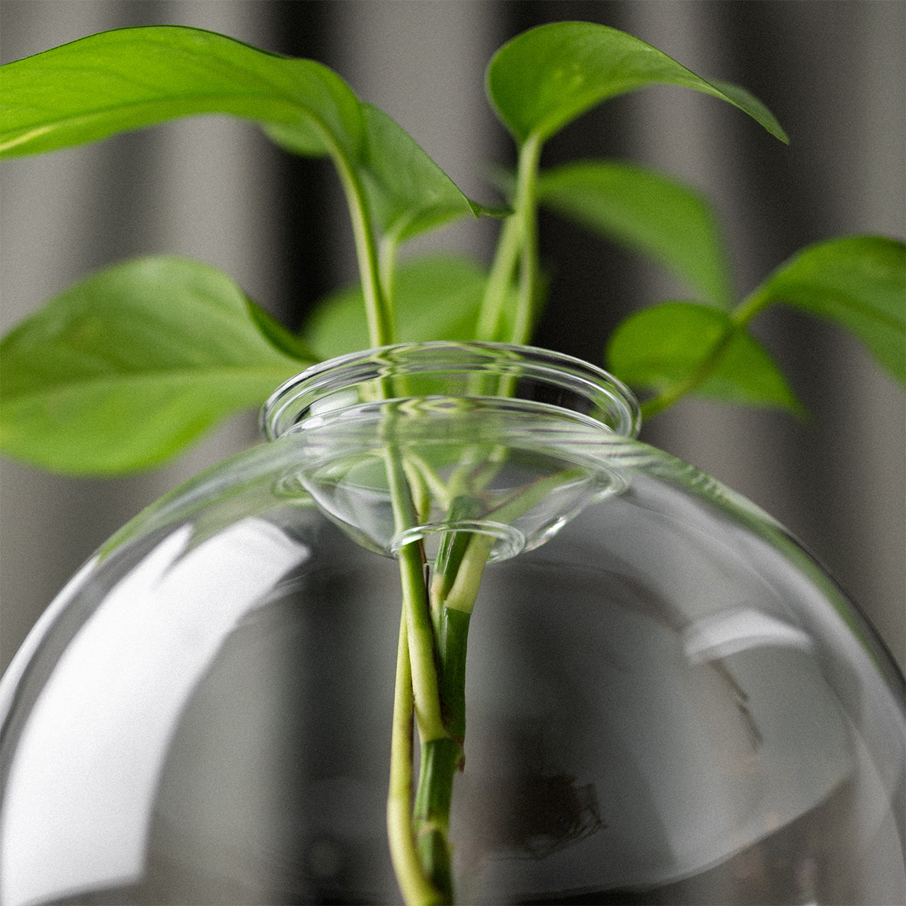 Large Bulb Propagation Vase, Clear