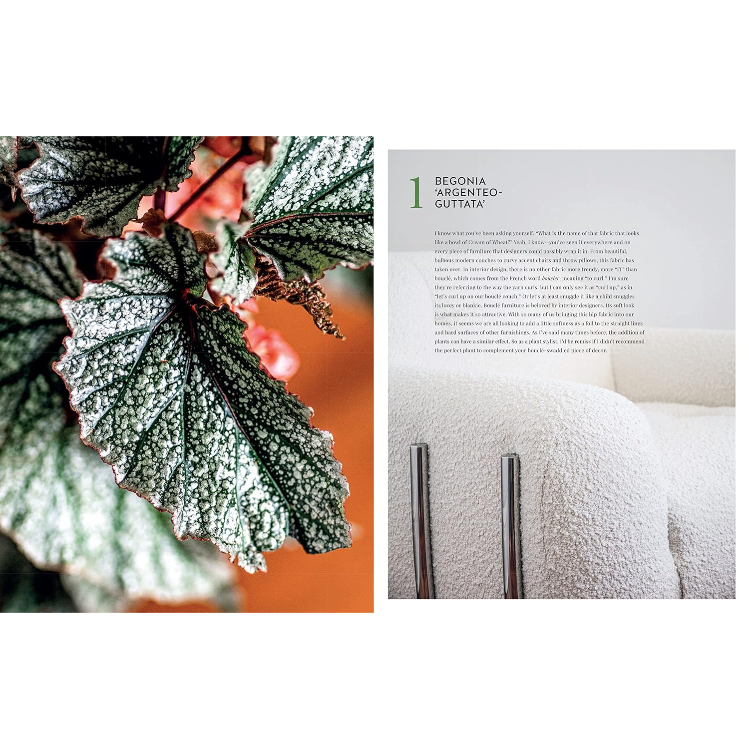 Living Wild by Hilton Carter - Begonia