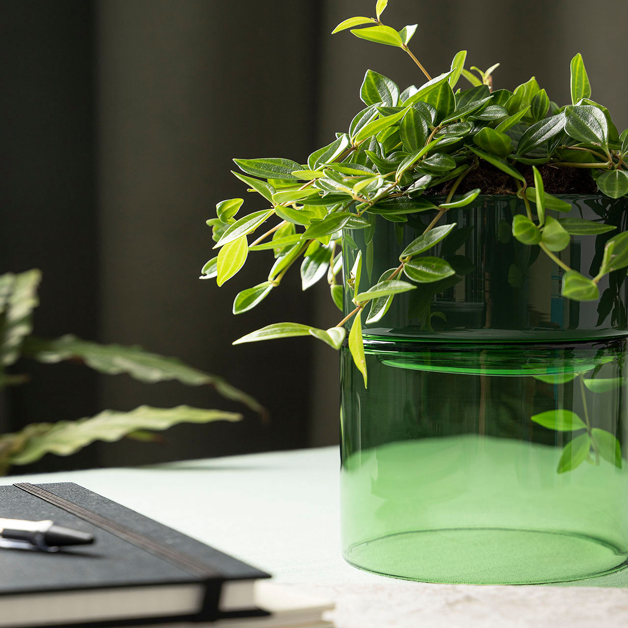 Studio Milligram Glass Flip Planter Wide, Green/Moss Planted