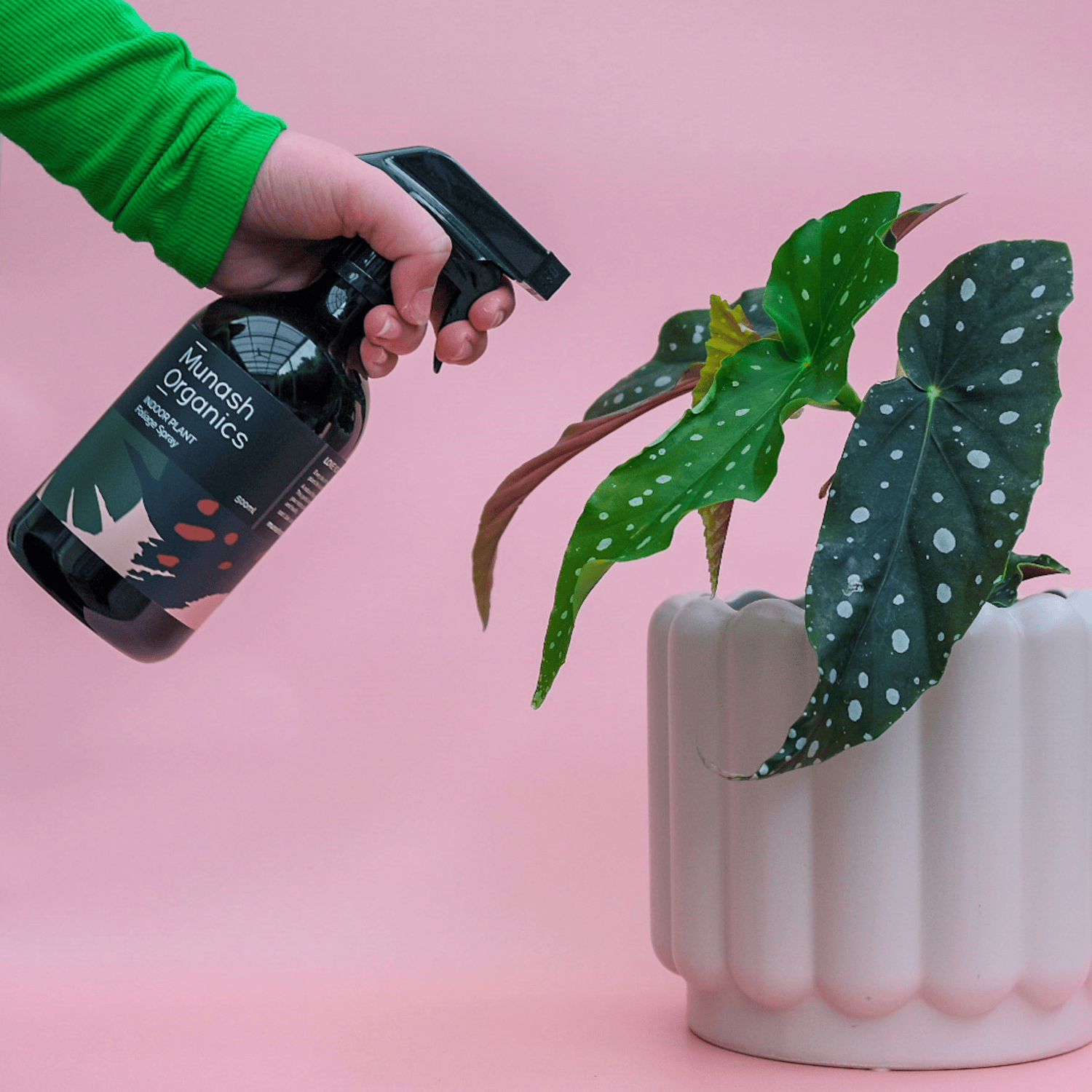 Person using a Murash Organics Foliage Spray bottle to feed a potted plant against a pink background.