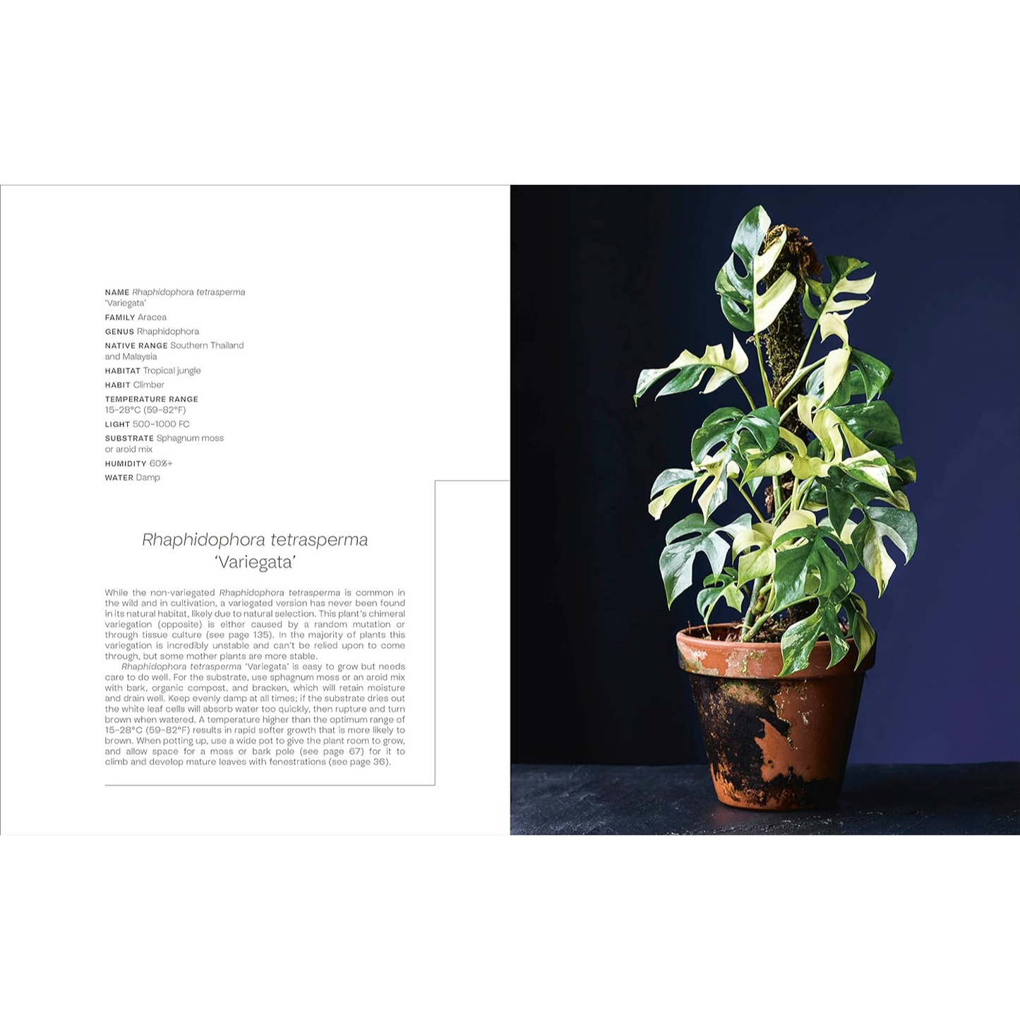 Not Another Jungle - Rhaphidphora
