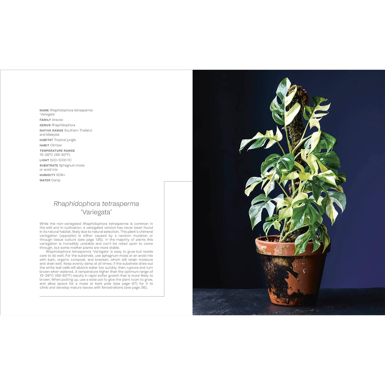 Not Another Jungle - Rhaphidphora