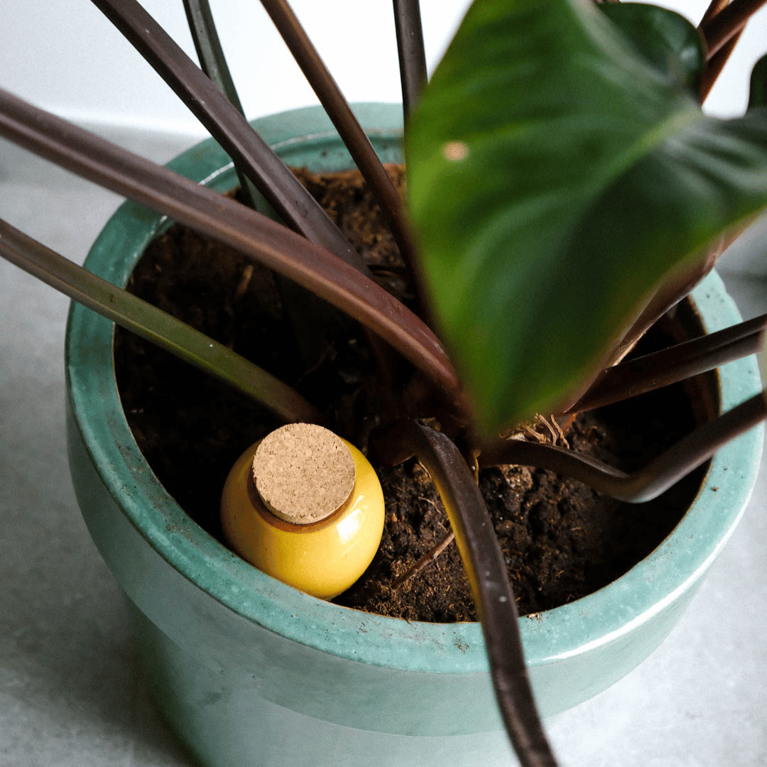 Pepin Olla in Plant Pot, Mustard Yellow