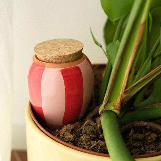 Pepin Pink & Red Striped Olla in Plant Pot