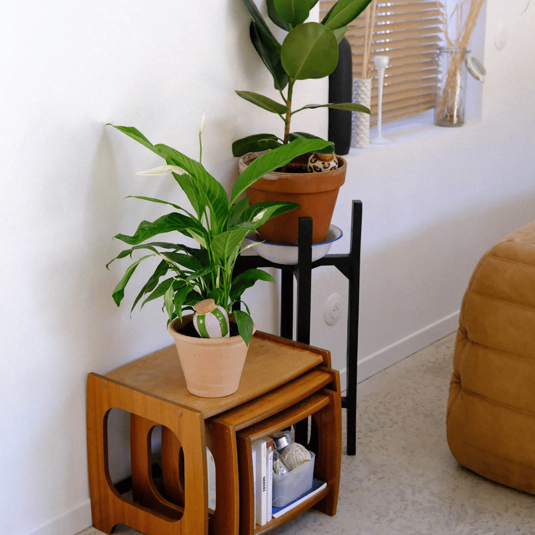 Pepin Olla Striped Watering Spike