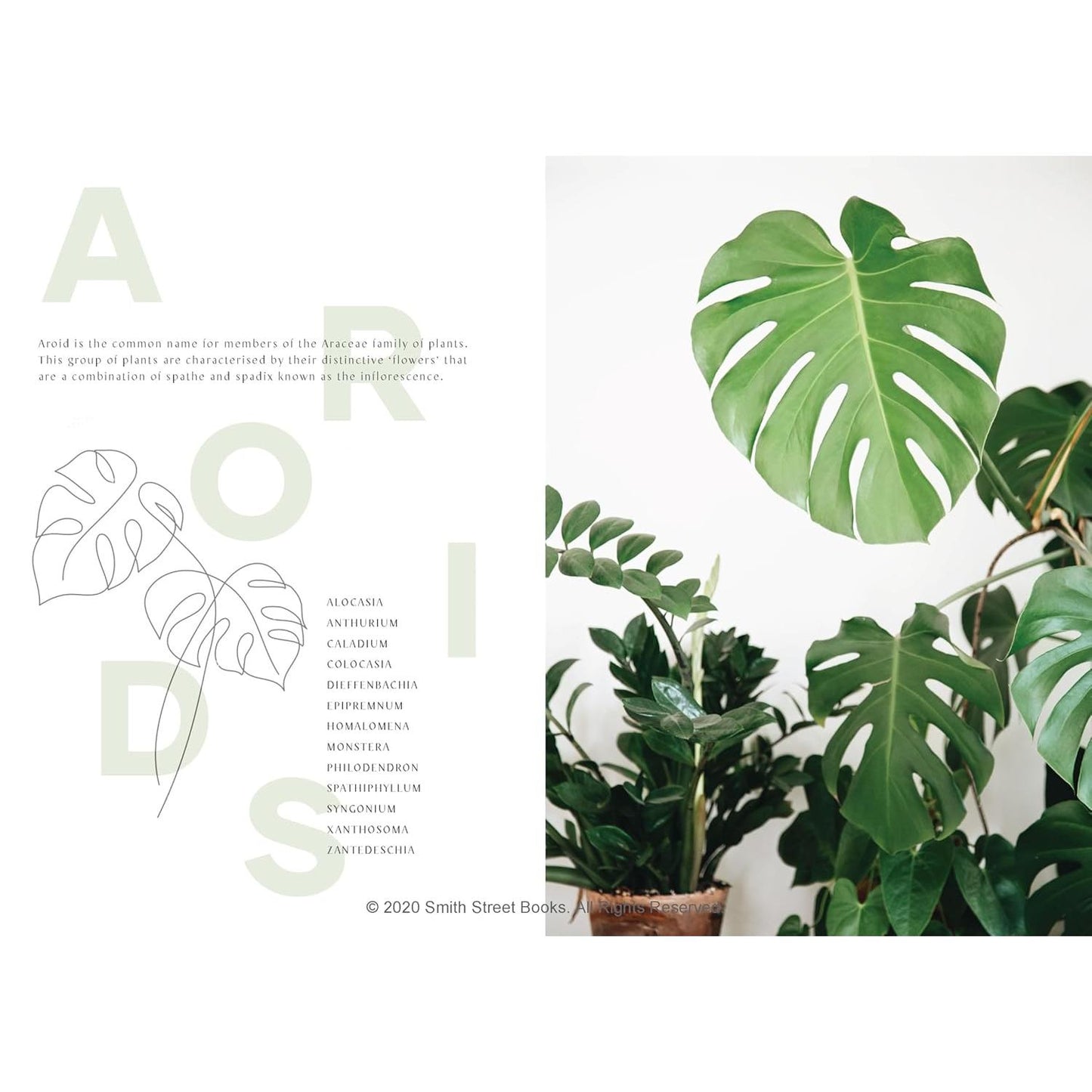 Plantopedia: The Definitive Guide to Houseplants - Sample Page Aroids