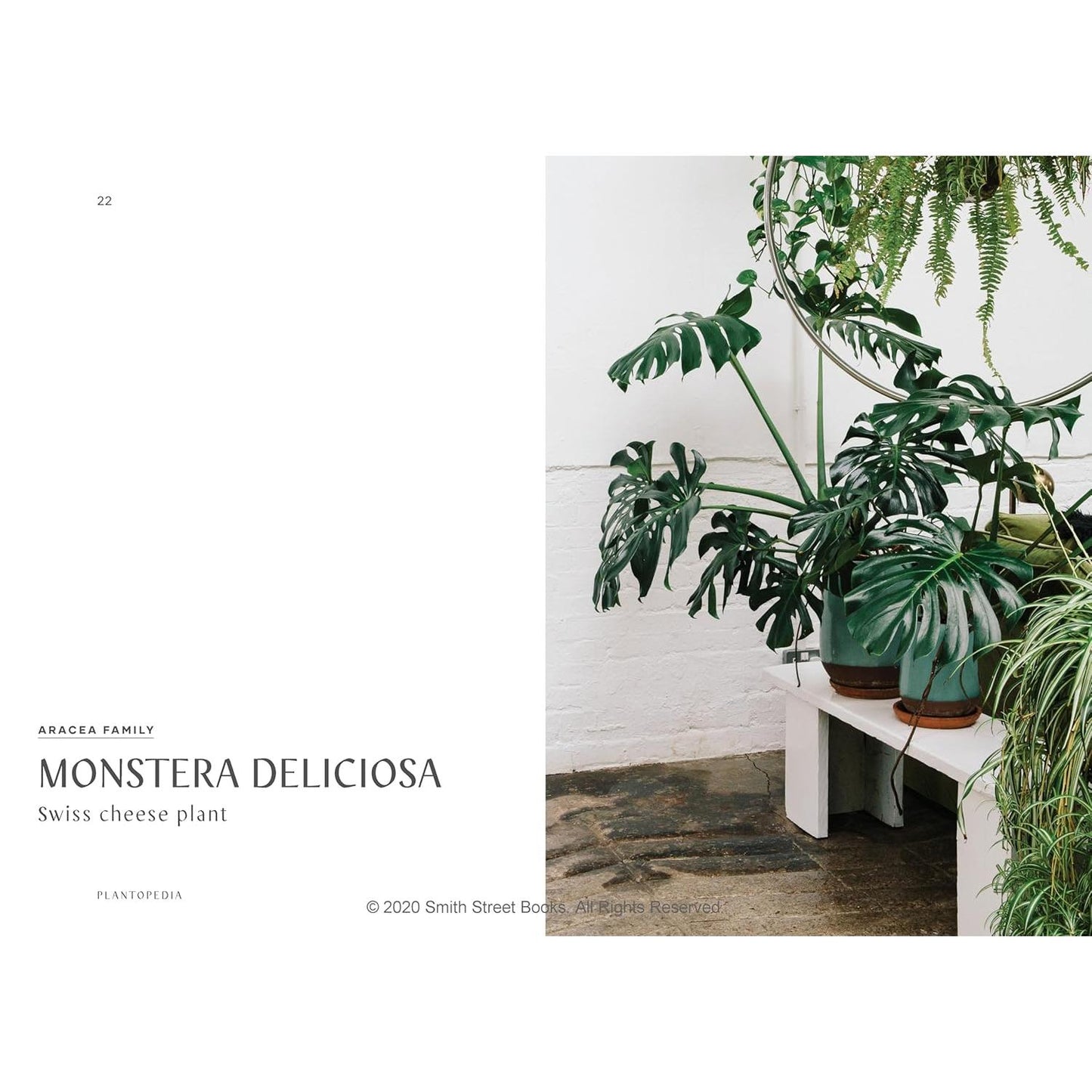 Plantopedia: The Definitive Guide to Houseplants - Sample Page Monstera