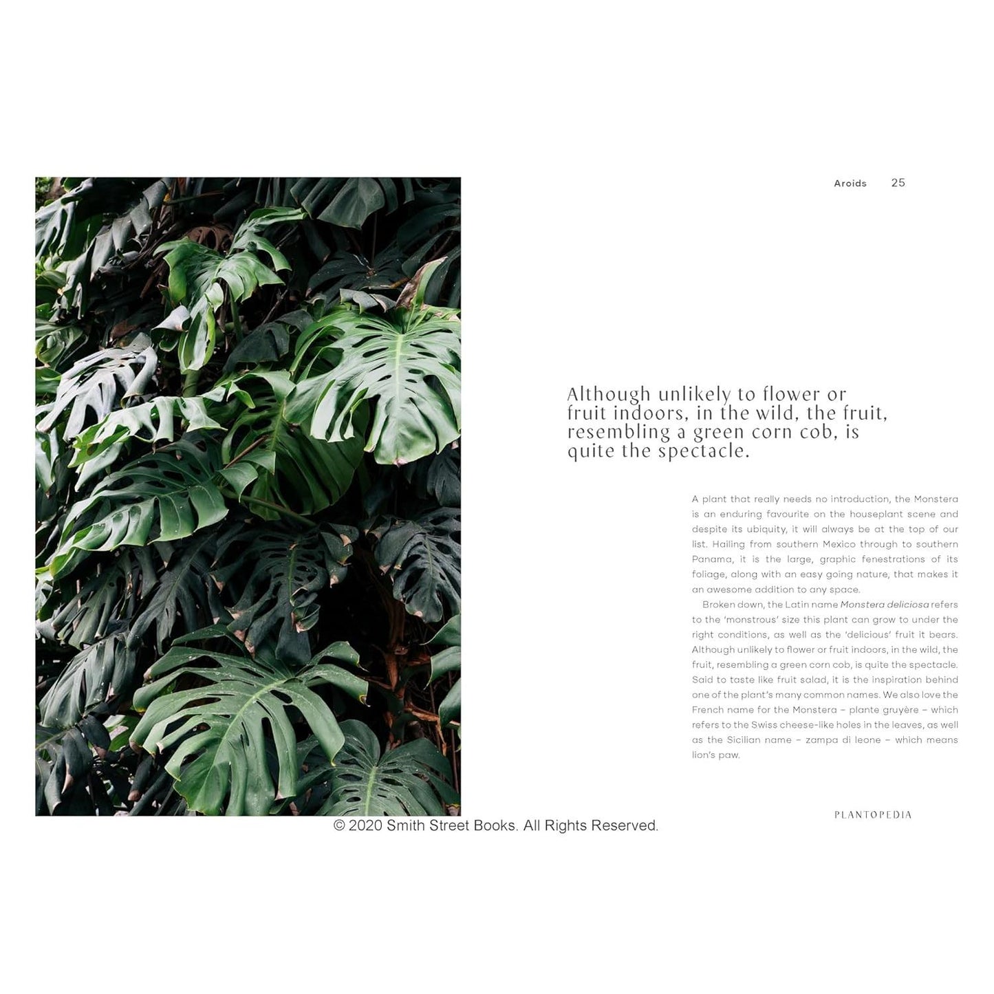 Plantopedia: The Definitive Guide to Houseplants - Sample Page 25