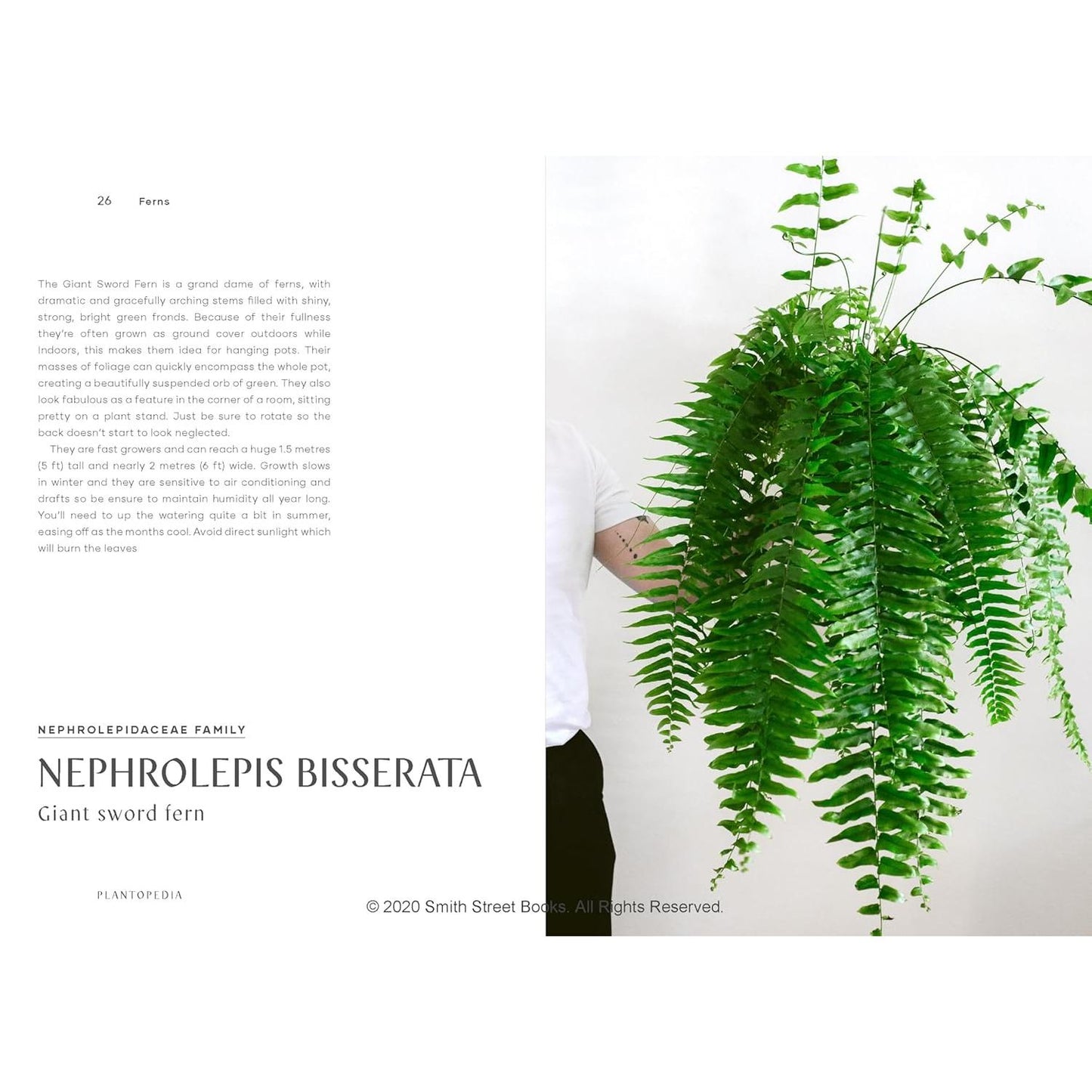 Plantopedia: The Definitive Guide to Houseplants - Sample Page Giant Sword Fern