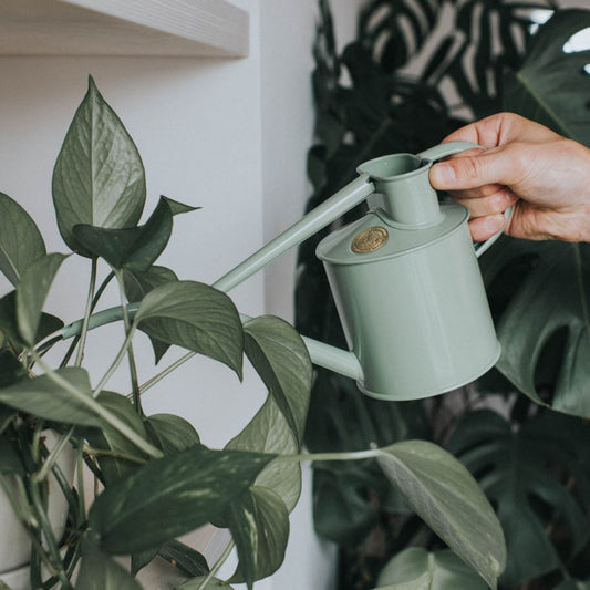 Pouring Haws Sage Indoor Watering Can