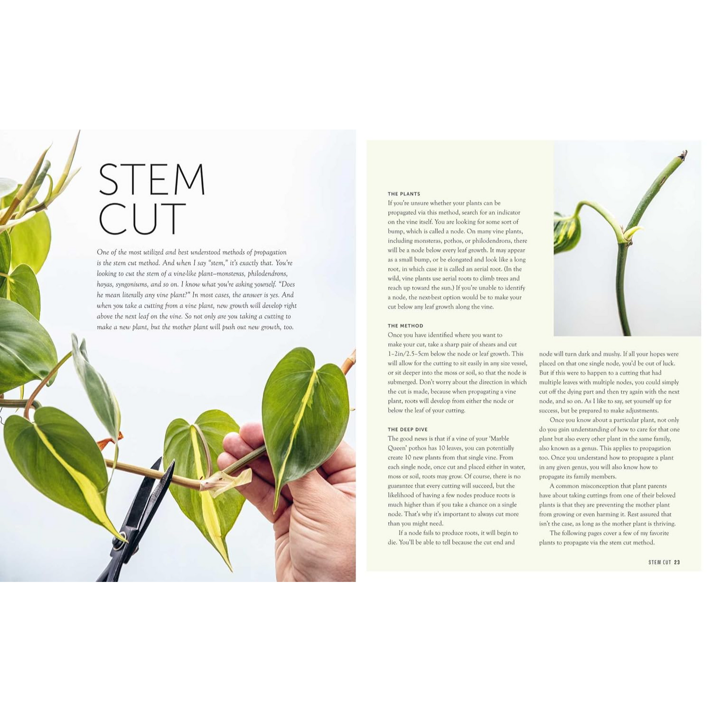 The Propagation Handbook - Stem Cut