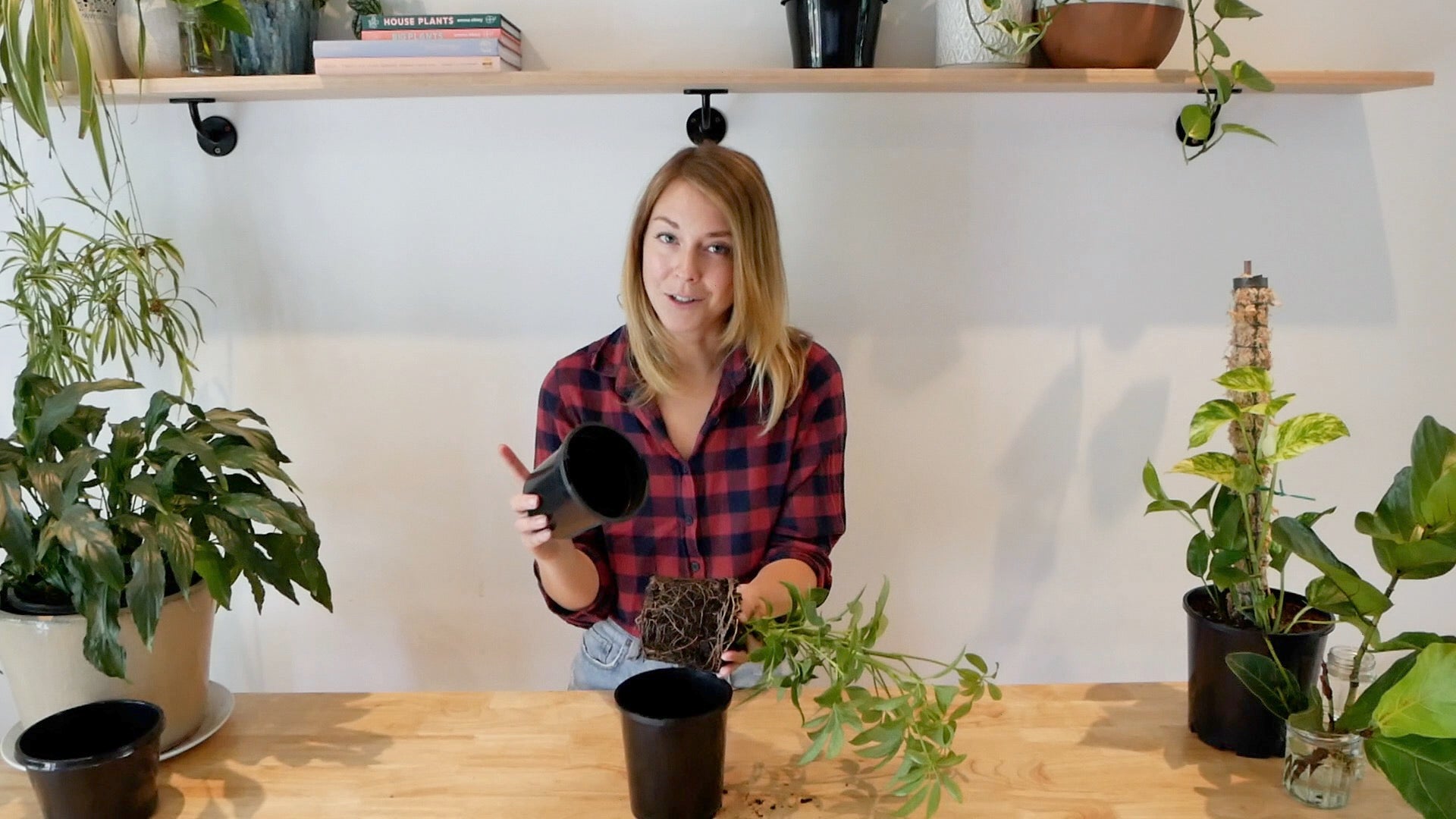 Load video: Backyard Botanist Guide to Repotting Your Plants