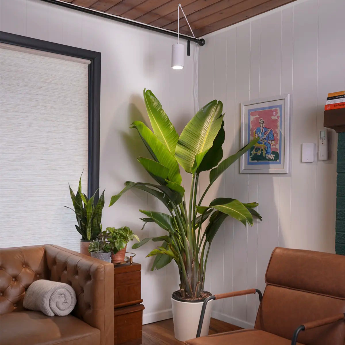 Soltech Aspect Plant Grow Light with Bird of Paradise