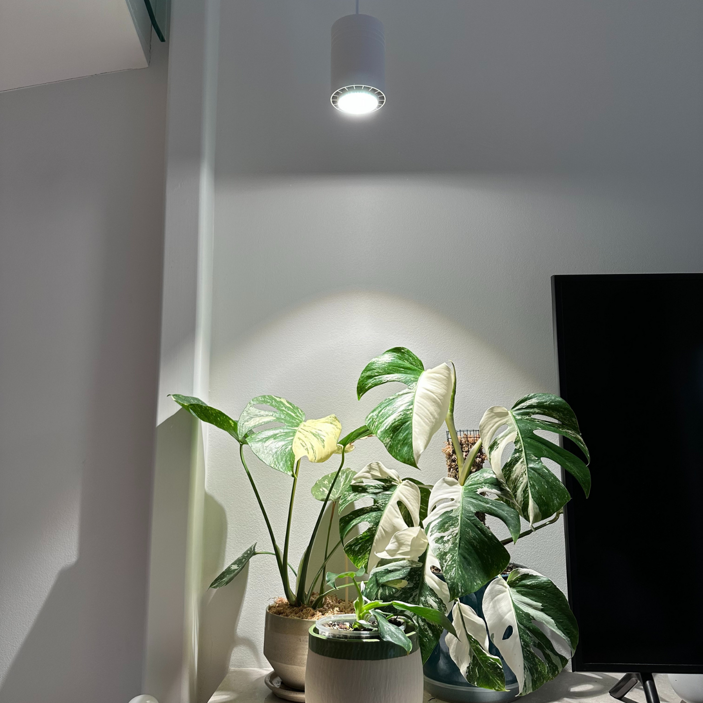 Soltech Aspect Grow Light Customer Photo